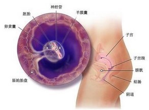 刚怀孕能做B超检查吗