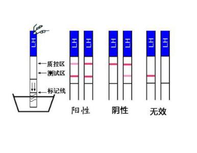 【怀孕多久能测出来】4种早孕测试时间!